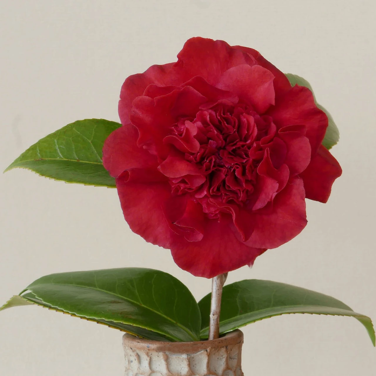 x williamsii 'Ruby Wedding
